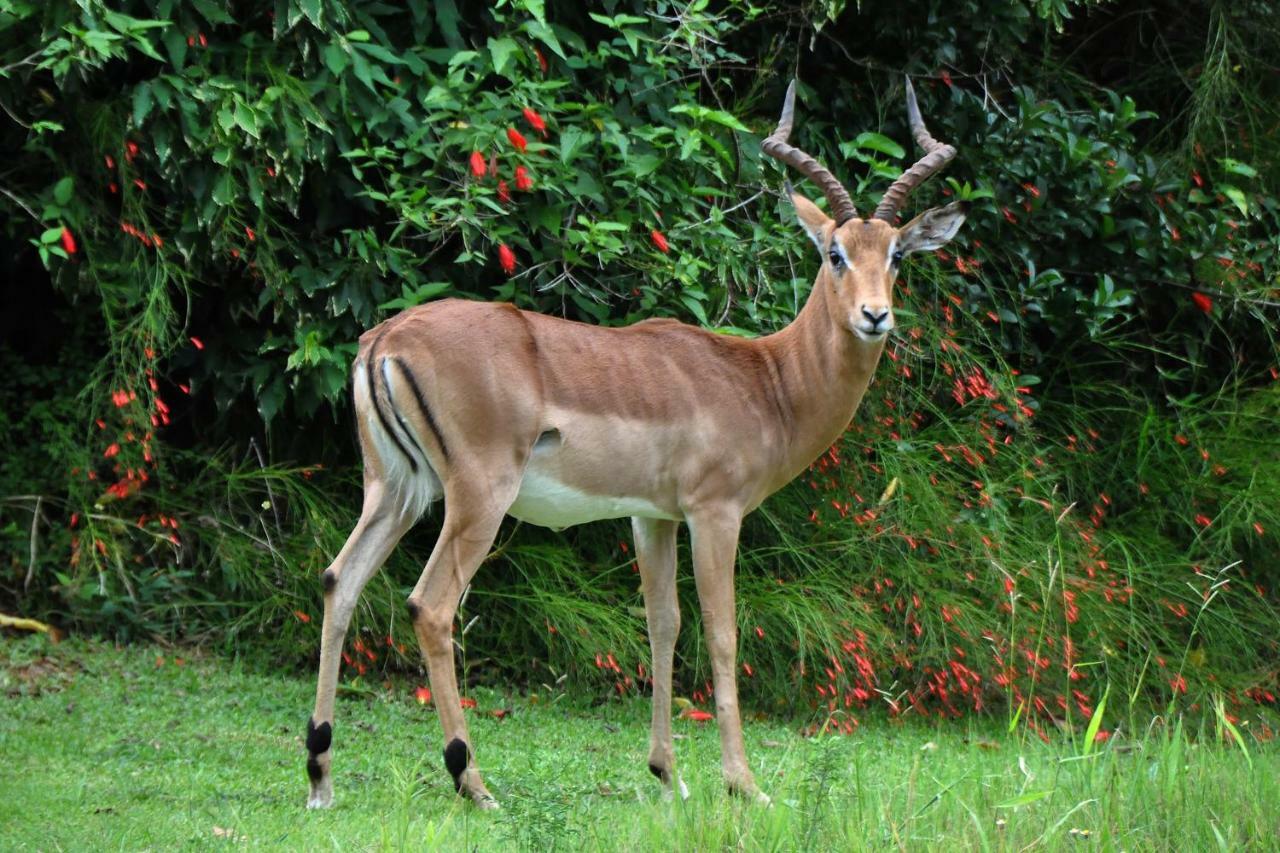 Kruger Park Lodge Unit No. 243 Hazyview Esterno foto
